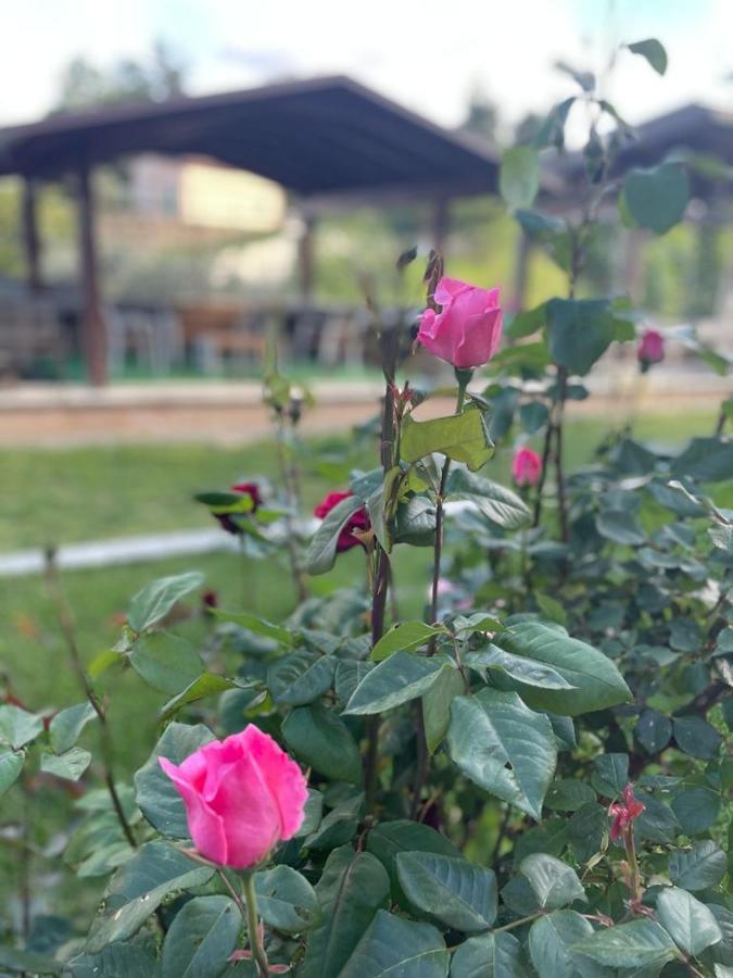 Bed and Breakfast La Collina Su Ascoli Ascoli Piceno Exterior foto